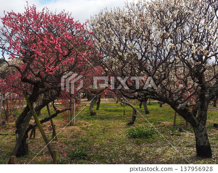 Plum grove in Hattori Ryokuchi Park 137956928