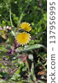 春季花卉：野苦苣菜（Sonchus oleraceus） 137956995