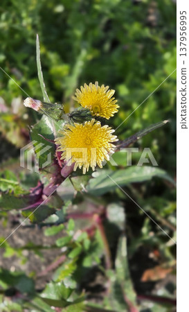 春季花卉:野苦苣菜(Sonchus oleraceus) 春季花卉:野苦苣菜(Sonchus oleraceus) 137956995