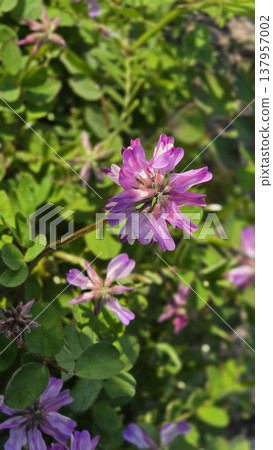 蓮花開始盛開了。 蓮花開始盛開了。 137957002