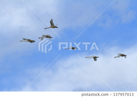 一群天鵝在兵庫湖上空的藍天下飛翔。 一群天鵝在兵庫湖上空的藍天下飛翔。 137957013
