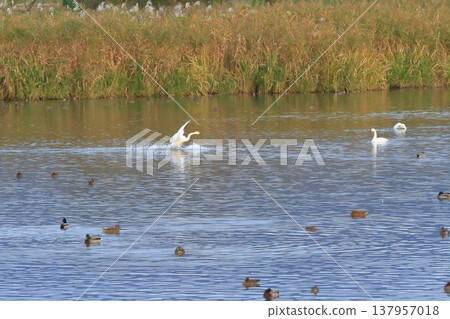 A swan landed on the surface of Hyoko Lake in Niigata, creating a splash. A swan landed on the surface of Hyoko Lake in Niigata, creating a splash. 137957018