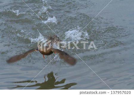 一隻鴨子從新潟縣兵庫湖水中躍出。 一隻鴨子從新潟縣兵庫湖水中躍出。 137957020