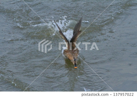 A duck taking flight from the surface of Hyoko Lake in Niigata. A duck taking flight from the surface of Hyoko Lake in Niigata. 137957022