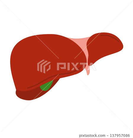 human liver anatomy, organ, medical human liver anatomy, organ, medical 137957086