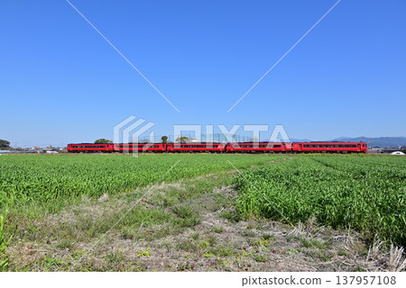Yufu runs through the fresh greenery 137957108