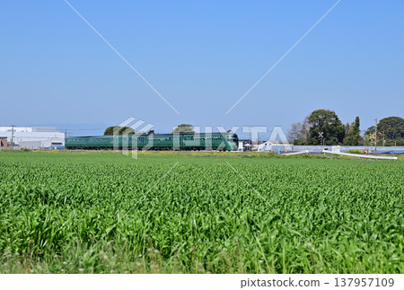 Yufuin no Mori, running through the fresh greenery 137957109