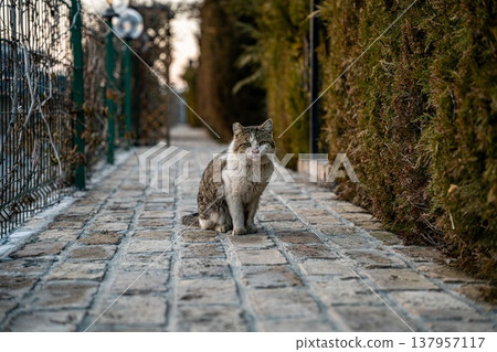 Stray Cat on a Cobblestone Pathway Stray Cat on a Cobblestone Pathway 137957117