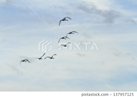 一群天鵝在新潟縣兵庫湖上空列隊飛行。 137957125