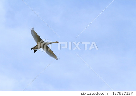 A swan soaring through the clear blue sky with its wings spread wide. A swan soaring through the clear blue sky with its wings spread wide. 137957137