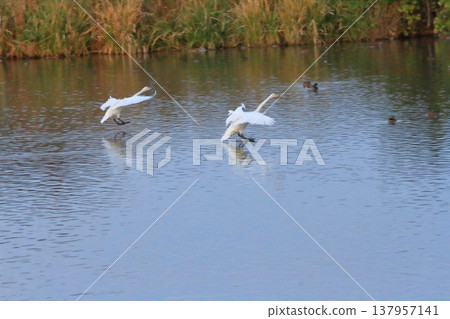 Swans taking a landing position on the surface of Hyoko Lake. Swans taking a landing position on the surface of Hyoko Lake. 137957141