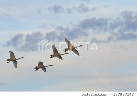 Swans flying against the sunset sky over Hyoko Lake in Niigata. Swans flying against the sunset sky over Hyoko Lake in Niigata. 137957148