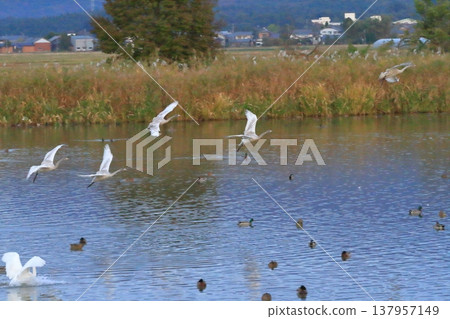 Autumn scenery of Hyoko Lake in Niigata, with flocks of swans flying around. Autumn scenery of Hyoko Lake in Niigata, with flocks of swans flying around. 137957149