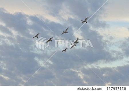 As dusk approaches, flocks of swans return to Hyoko Lake. 137957156