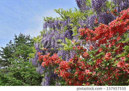 富士和杜鵑花 137957330