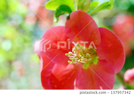 Boke☆Mokko 137957342