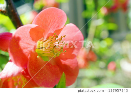 Boke☆Mokko 137957343