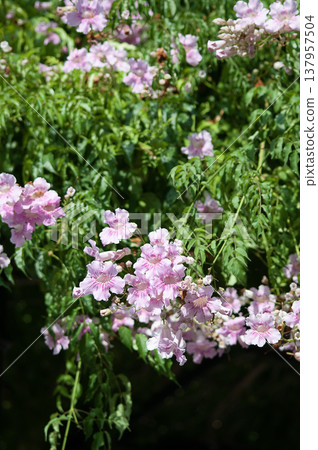 Pink trumpet flower, Bignonia rosa, also known as Podranea ricasoliana with green background. Pink trumpet flower, Bignonia rosa, also known as Podranea ricasoliana with green background. 137957504