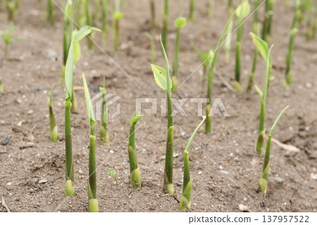 Japanese ginger sprouts Japanese ginger sprouts 137957522