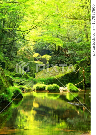 春意盎然的矢吹景（中津市，豎幅構圖） 137957600