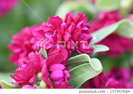 Red purple flowers Red purple flowers 137957684