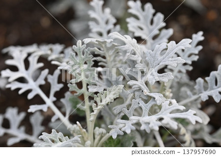 White leaves White leaves 137957690