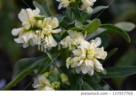 White flower White flower 137957768