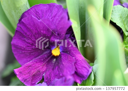 Purple flower Purple flower 137957772