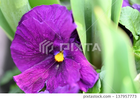Purple flower Purple flower 137957773