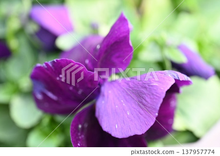 Purple flower Purple flower 137957774