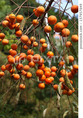 Persimmons ripening in the foothills Persimmons ripening in the foothills 137957849