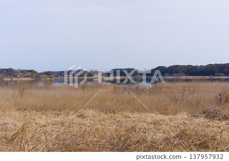2026年3月，茨城縣筑波市牛沼湖周邊景色 137957932