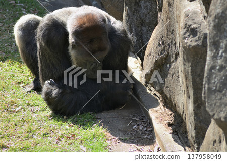 A gorilla who believes that science begins with observation. 137958049