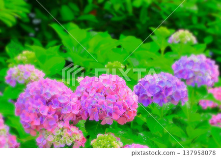 Hydrangea blooming during the rainy season 137958078