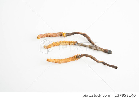 Cordyceps sinensis or Ophiocordyceps sinensis isolated on white background, mushroom herb treatment medicine. Cordyceps sinensis or Ophiocordyceps sinensis isolated on white background, mushroom herb treatment medicine. 137958140