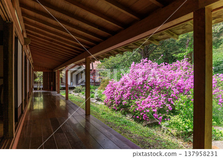 Yodogawa azalea blooming behind the reception hall of Usu Zenkoji Temple in Date City, Hokkaido [May] 137958231
