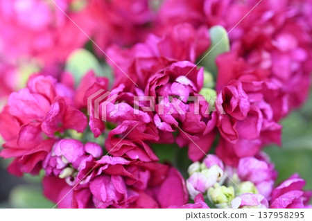 紅紫色的花朵 紅紫色的花朵 137958295