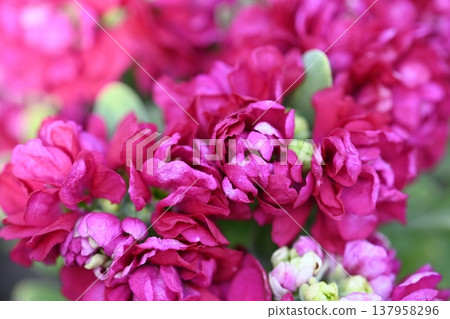 紅紫色的花朵 紅紫色的花朵 137958296
