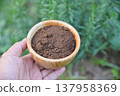 hand hold old coffee powder filter for  use as a fertilize to plants 137958369