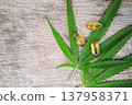 capsules oil from cannabis leaf tree for use as a healthy supplement 137958371
