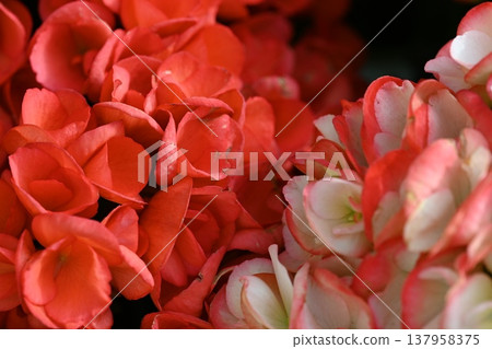 Red flower Red flower 137958375