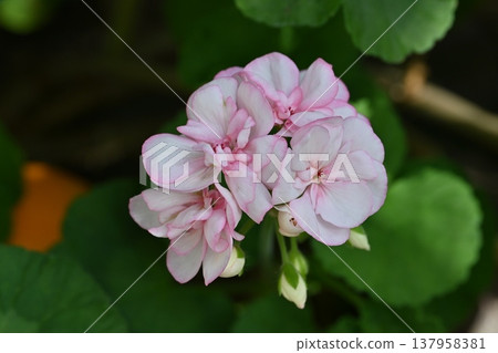 Pink flowers Pink flowers 137958381