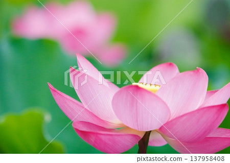 粉紅色的蓮花 粉紅色的蓮花 137958408