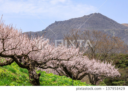 北海道壯別町壯別公園和有珠山,藍天下盛開的梅花(五月) 北海道壯別町壯別公園和有珠山,藍天下盛開的梅花(五月) 137958429