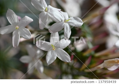 白花 白花 137958439