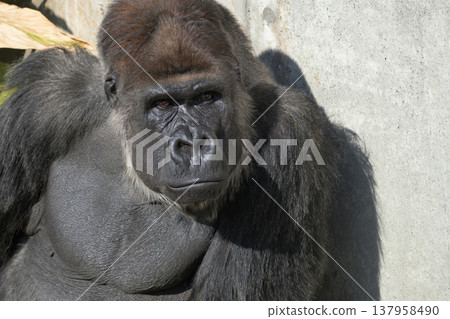 The gorilla complains that the sun is too bright. 137958490