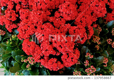The brightly colored "Benibenkei" flowers in bloom. 137958667