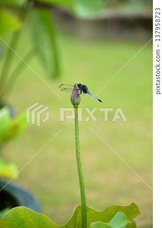 一隻蜻蜓停在蓮花上 137958723