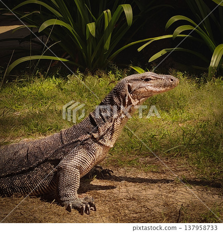 Monitor lizard on Mamutik Island Tunku Abdul Rahman National Park Malaysia Borneo 137958733