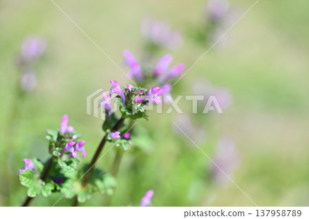 Wildflower - Lamium amplexicaule (Buddha's Seat) 137958789